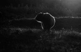  last sunrays on_Highland Cattle 
