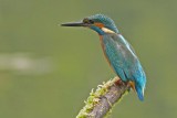 Kingfisher-IJsvogel-Alcedo atthis