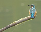 Kingfisher-IJsvogel-Alcedo atthis
