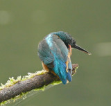 Kingfisher-IJsvogel-Alcedo atthis