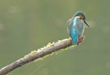 Kingfisher-IJsvogel-Alcedo atthis