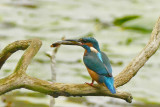 Kingfisher-IJsvogel-Alcedo atthis