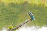 Kingfisher-IJsvogel-Alcedo atthis