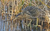 Bittern-Roerdomp-Botaurus stellaris