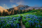Mt Rainier August 2013