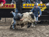 Mutton Busting