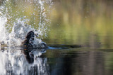 Halfway Lake 39.jpg
