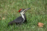 Arrowhead 18.jpg