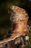 Arrowhead 5.jpg