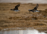 DSC_9091 Long-tailed Duck 