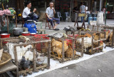 Live Chickens for Sale 