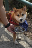 Japanese Dog 