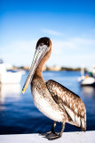beautiful pelican 