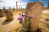 milk thistle on the rocks
