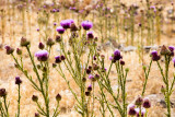 beautiful milk thistle flower is a common sight 