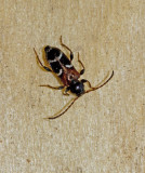 Kvistspegelbock (Phymatodes alni).jpg