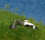 Eider male and female, Ejder hane och hona (Somateria mollissima).jpg