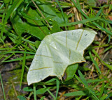 Svansmtare Swallowtail Moth Ourapteryx sambucaria.jpg