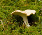 Blek taggsvamp (Hydnum repandum).jpg