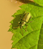 Phyllobius argentatus.jpg