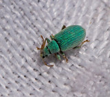 Phyllobius virideaeris2.jpg