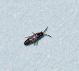 Lepidocyrtus cyaneus.jpg