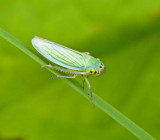 Green Leaf-hopper, Blgrn krrstrit  (Cicadella viridis).jpg
