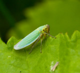 Green Leaf-hopper, Blgrn krrstrit  (Cicadella viridis).jpg