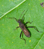 Alydus calcaratus2.jpg