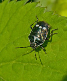 Rapssugare (Eurydema oleracea).jpg