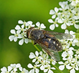 Tabanus sudeticus.jpg