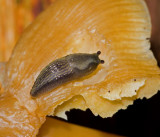 SWEDISH MOLLUSCS, BLÖTDJUR (Molluscidae)