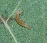 Scutigerella immaculata.jpg