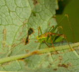 Lvvrtbitare, Speckled Bush-cricket (Leptophyes punctatissima).jpg