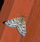 Arichanna melanaria.jpg