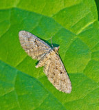 Eupithecia pusillata.jpg