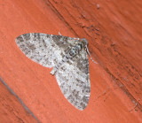 Lobophora halterata.jpg