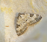 Perizoma blandiata.jpg