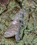 Bokspinnare (Calliteara pudibunda).jpg