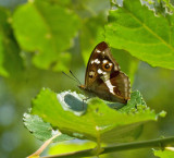 Apatura iris.jpg