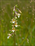Epipactis palustris.jpg