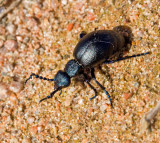 Black Oil Beetle, Svart majbagge  (Meloe proscarabaeus).jpg