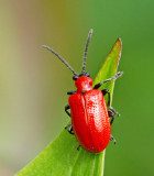 Liljebagge (Lilioceris lilii).jpg