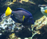Purple Tang.jpg