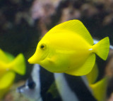 Yellow Tang.jpg