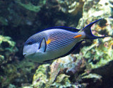 MARINE AQUARIUM FISH