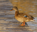 Mallard duck, Grsand hona   (Anas platyrhynchos).jpg