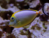Dusumieri Tang