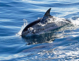 Spotted Dolphin, seen on a dolphin watching boat tour from Puerto Rico.