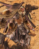 CHIROPTERA - MAGHREBIAN MOUSE-EARED BAT (MYOTIS PUNICUS) - EL HAOAURIA BAT CAVES (8).JPG